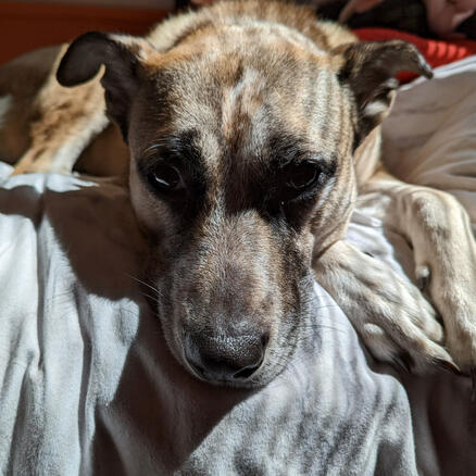 A photo of a fawn colored dog named Darla laying on a bed with her face on the edge. Sunlight beams through the blinds onto her face. She is looking into the camera.