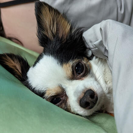 A photo of a long haired Chihuahua named Valcenia (val-seen-uh). She has a white and black coloration with a dash of a tan. She is laying her head on a light green pillow with a gray comforter pulled up to her neck. She is looking into the camera.